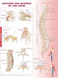 Anatomy and Injuries of the Spine Anatomical Chart