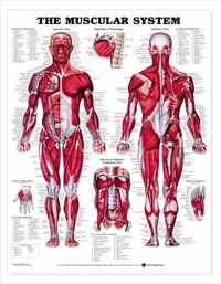 Muscular System Chart Laminated