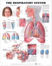 The Respiratory System Anatomical Chart