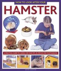 How To Look After Your Hamster