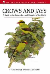 Crows And Jays