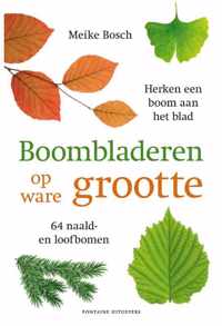 Boombladeren op ware grootte