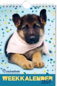 Rachael Hale Hond weekkalender - Rachael Hale - Spiraalgebonden (9789464323733)