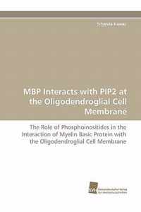 MBP Interacts with Pip2 at the Oligodendroglial Cell Membrane