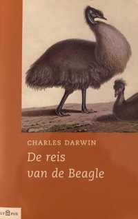 Reis Van De Beagle