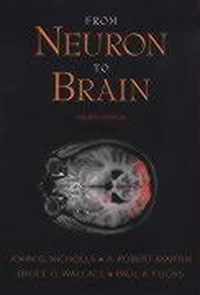 From Neuron To Brain