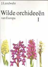 2 Wilde orchideeen van europa
