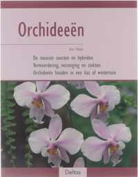 Orchideeen