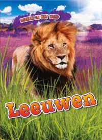 Dieren in het wild  -   Leeuwen