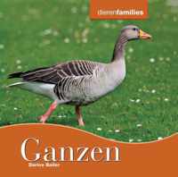 Dierenfamilies  -   Ganzen