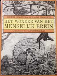 Het wonder van het menselijk brein