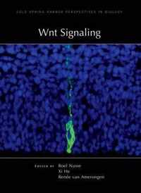 WNT Signaling