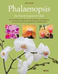 Phalaenopsis