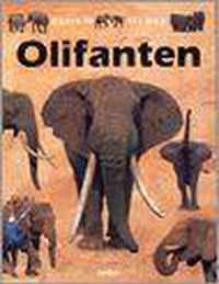 Olifanten