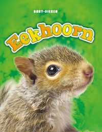 Baby-dieren  -   Eekhoorn