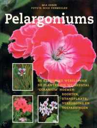 Pelargoniums