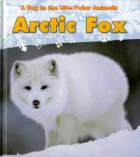 Arctic Fox