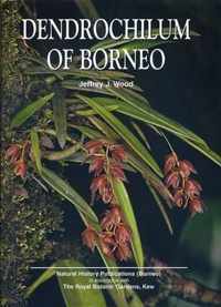 Dendrochilum of Borneo