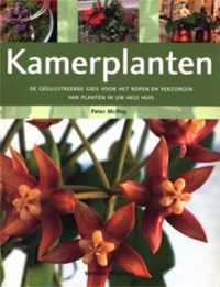 Kamerplanten