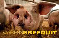 Breeduit - Varkens Breeduit