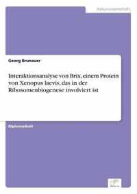 Interaktionsanalyse von Brix, einem Protein von Xenopus laevis, das in der Ribosomenbiogenese involviert ist