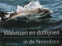 Walvissen In De Zuidelijke Noordzee