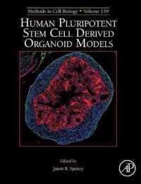Human Pluripotent Stem Cell Derived Orga