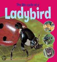 The Life Cycle Of A Lady Bird