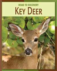 Key Deer