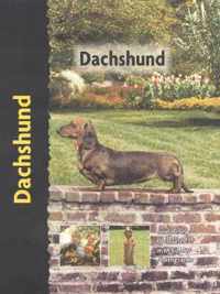 Dachshund