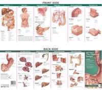 Anatomical Chart Company's Illustrated Pocket Anatomy