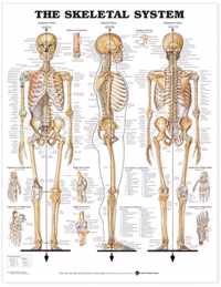 The Skeletal System Anatomical Chart