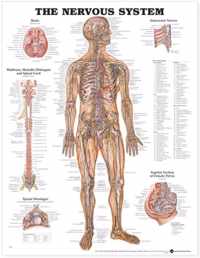 The Nervous System Anatomical Chart