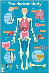 Human Body (Collins Children's Poster)