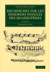 RECHERCH OSSEMENS FOSSILE QUAD V3