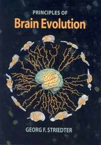 Principles Of Brain Evolution