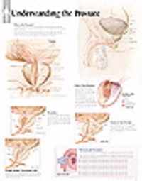 Understanding the Prostate Laminated Poster