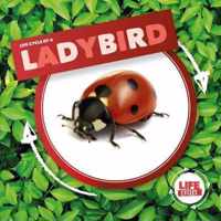 Ladybird