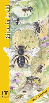 In beeld 27 - Bijen in beeld