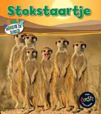 Dieren in beeld  -   Stokstaartje